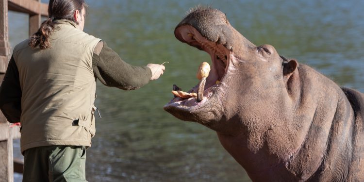 El nacimiento de una nueva cría de hipopótamo en Cabárceno posiciona al parque como referente en la conservación de la especie