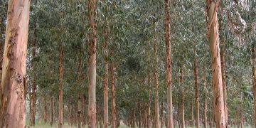 Desarrollo Rural destina más de medio millón de euros en ayudas para la transformación de los productos forestales en Cantabria