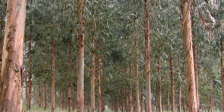 Desarrollo Rural destina más de medio millón de euros en ayudas para la transformación de los productos forestales en Cantabria