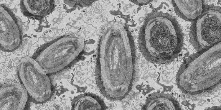 Cantabria mantendrá el protocolo de vigilancia, detección y determinación de la variante ya establecido para la viruela del mono
