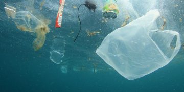 SEO/BirdLife alerta sobre el impacto de la ‘basuraleza’ en aves marinas de la costa norte y lanza campaña de sensibilización