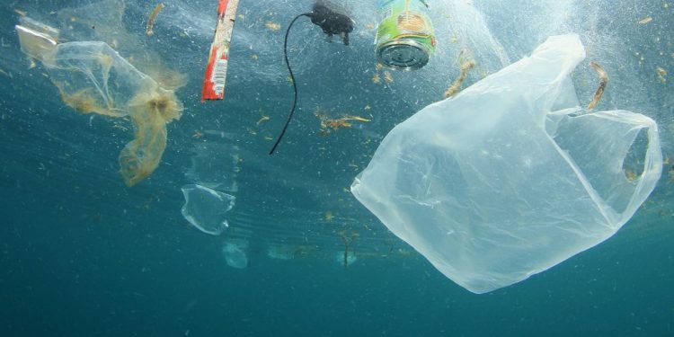 SEO/BirdLife alerta sobre el impacto de la ‘basuraleza’ en aves marinas de la costa norte y lanza campaña de sensibilización