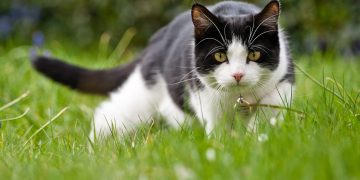 La Asociación Almas Abandonadas Denuncia Maltrato a Colonias Felinas en Torrelavega