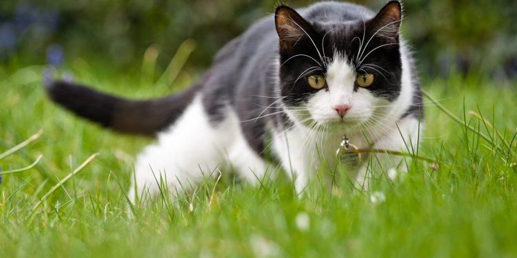 La Asociación Almas Abandonadas Denuncia Maltrato a Colonias Felinas en Torrelavega