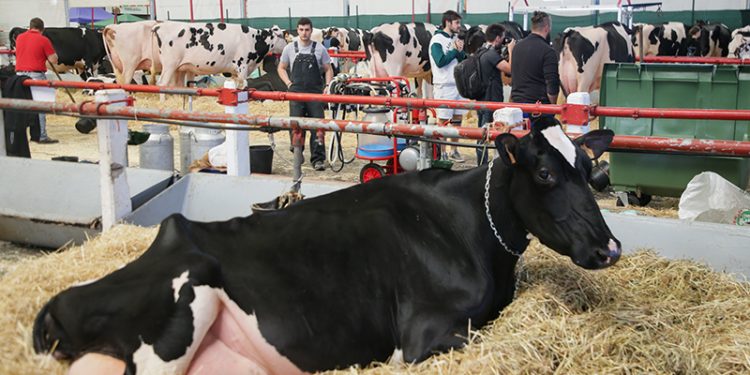 El Gobierno de Cantabria desea los mayores éxitos a las ganaderías cántabras que participarán este fin de semana en el Concurso Nacional de la Raza Frisona CONAFE