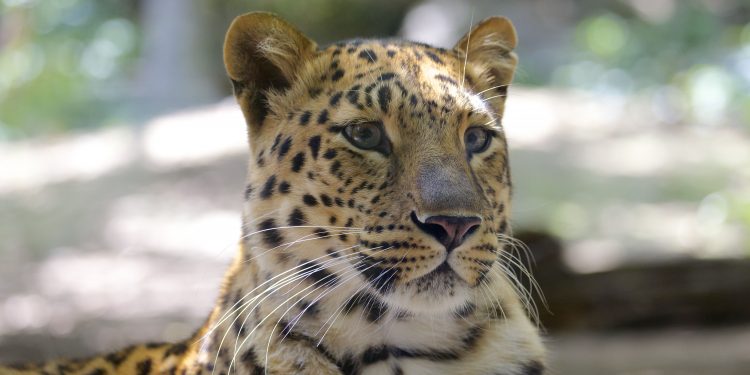 Abatido un leopardo persa de Cabárceno tras escaparse del recinto 