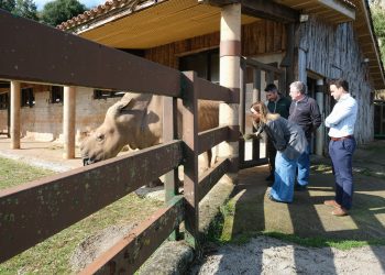 El Parque de la Naturaleza de Cabárceno incorpora una nueva hembra de rinoceronte blanco