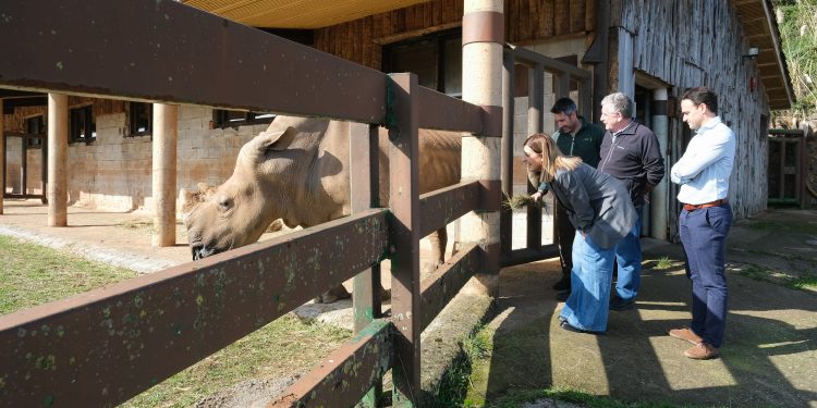 El Parque de la Naturaleza de Cabárceno incorpora una nueva hembra de rinoceronte blanco