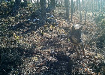 918 ganaderos reciben los pagos del Gobierno de Cantabria por servicios ambientales en zonas con presencia permanente del lobo