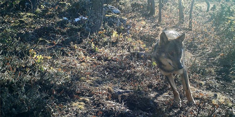 918 ganaderos reciben los pagos del Gobierno de Cantabria por servicios ambientales en zonas con presencia permanente del lobo
