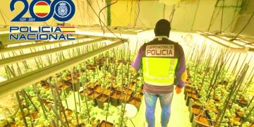 Desmantelada una macroplantación de marihuana en Boo de Piélagos