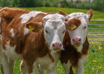 Cantabria entra en el periodo libre del mosquito vector de la EHE