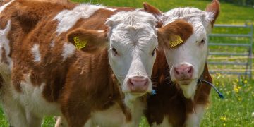 Cantabria entra en el periodo libre del mosquito vector de la EHE