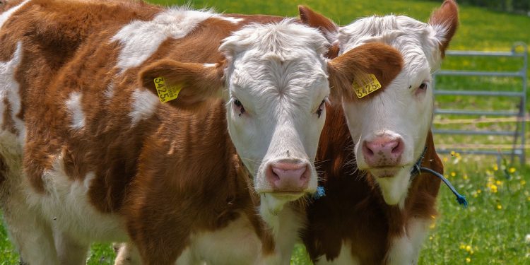 Cantabria entra en el periodo libre del mosquito vector de la EHE