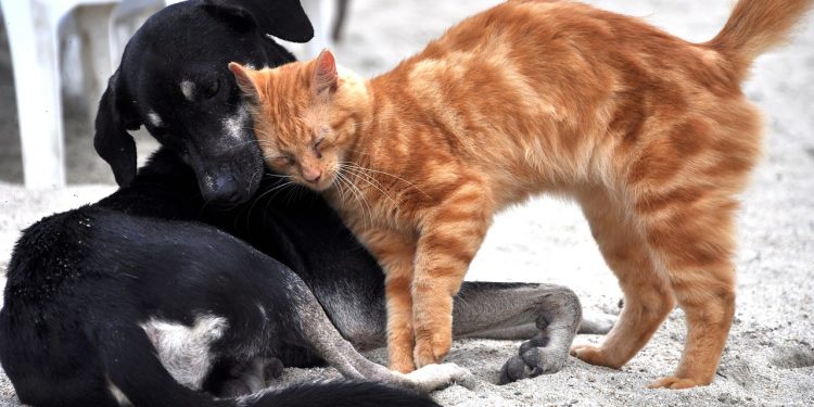 Cantabria impulsa el bienestar animal con ‘Conectados’, el nuevo programa de voluntariado de Kiwoko