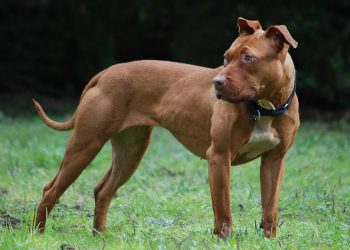 Dos denuncias en Santander por la tenencia de perros potencialmente peligrosos sin las medidas de seguridad requeridas