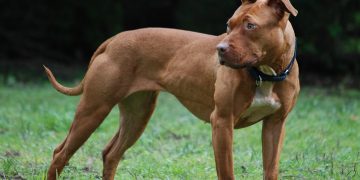 Dos denuncias en Santander por la tenencia de perros potencialmente peligrosos sin las medidas de seguridad requeridas