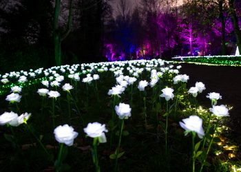 Cartes congrega más de 100.000 visitantes en navidad