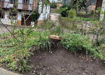 El PRC de Rionansa denuncia la tala de una encina en Celis