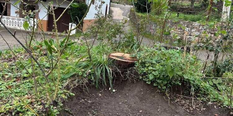 El PRC de Rionansa denuncia la tala de una encina en Celis