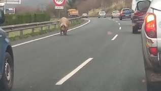 Un cerdo interrumpe el tráfico en la A-8
