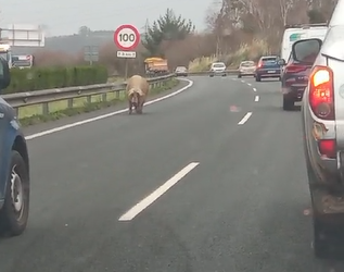 Un cerdo interrumpe el tráfico en la A-8