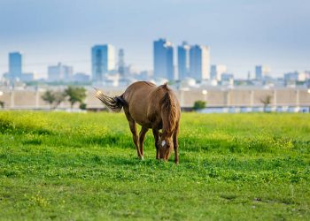Dos caballos se escapan por el Parque Pintores Montañeses
