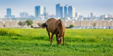 Dos caballos se escapan por el Parque Pintores Montañeses