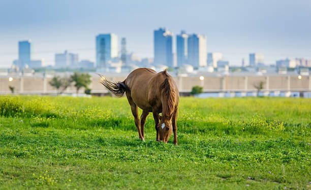 Dos caballos se escapan por el Parque Pintores Montañeses