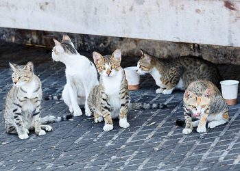 El Ayuntamiento de Piélagos invita a los vecinos a participar en el censo de colonias felinas