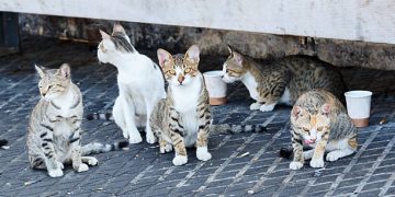El Ayuntamiento de Piélagos invita a los vecinos a participar en el censo de colonias felinas