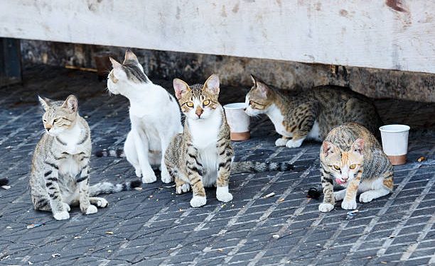 El Ayuntamiento de Piélagos invita a los vecinos a participar en el censo de colonias felinas