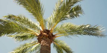 El PRC reclama un plan de choque contra la plaga del picudo rojo en Cantabria