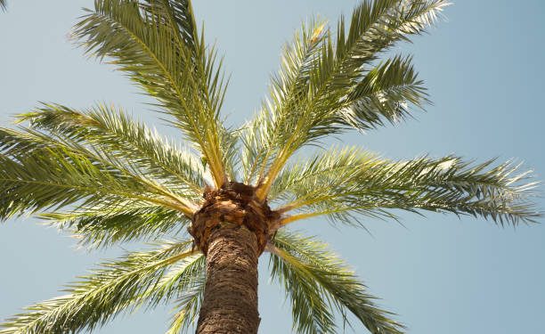 El PRC reclama un plan de choque contra la plaga del picudo rojo en Cantabria