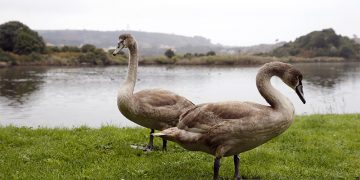 Cantabria activa el protocolo contra la gripe aviar en zonas de especial riesgo