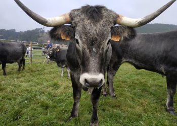 Cantabria destina 294.200 euros en ayudas para fomentar la cría de razas puras en el ganado bovino