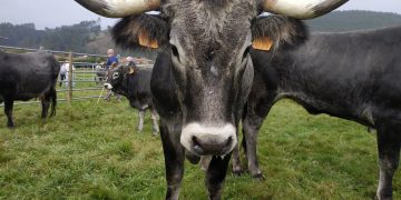 Cantabria destina 294.200 euros en ayudas para fomentar la cría de razas puras en el ganado bovino