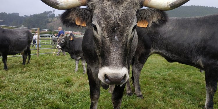Cantabria destina 294.200 euros en ayudas para fomentar la cría de razas puras en el ganado bovino