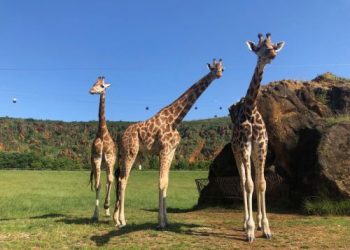 Fallece Sahira, una de las jirafas del Parque de la Naturaleza de Cabárceno, tras sufrir un fallo multiorgánico