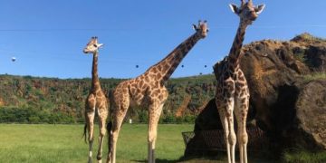 Fallece Sahira, una de las jirafas del Parque de la Naturaleza de Cabárceno, tras sufrir un fallo multiorgánico