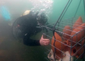 Alumnos del Taller de Cerámica de La Vidriera sumergen 70 ánforas en el mar en un innovador proyecto artístico