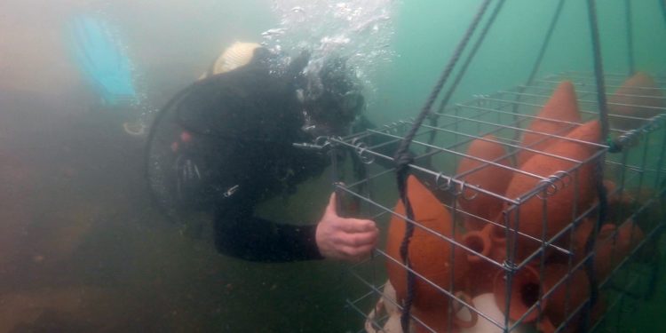 Alumnos del Taller de Cerámica de La Vidriera sumergen 70 ánforas en el mar en un innovador proyecto artístico