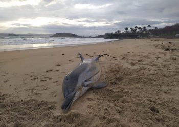 Aparecen dos delfines listados varados en Santander y Laredo en plena ola de varamientos en Cantabria