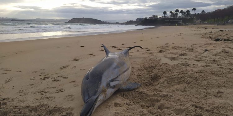 Aparecen dos delfines listados varados en Santander y Laredo en plena ola de varamientos en Cantabria