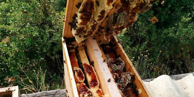 Recetas con miel «Sección de cocina» / El Mirador 14-03-2025