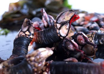 Detenido un pescador furtivo con 7 kilos de percebes extraídos ilegalmente en Suances