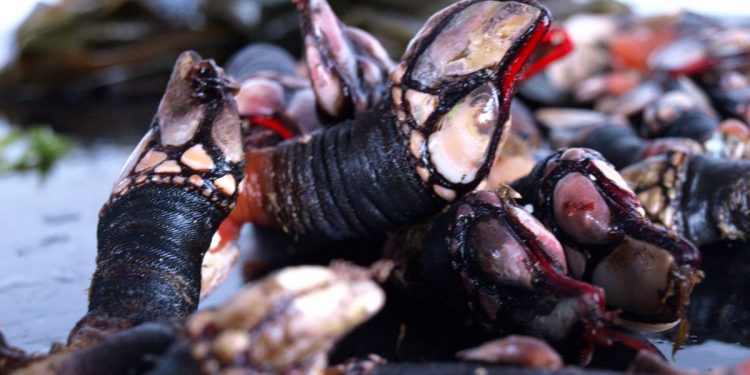 Detenido un pescador furtivo con 7 kilos de percebes extraídos ilegalmente en Suances