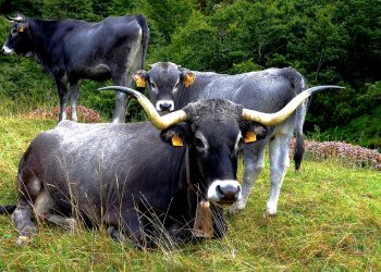 Cantabria refuerza su apoyo a la raza Tudanca con una subvención de 97.000 euros