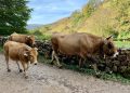 El Gobierno de Cantabria destina 170.000 euros en ayudas a las agrupaciones de defensa sanitaria ganadera