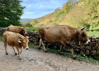 El Gobierno de Cantabria destina 170.000 euros en ayudas a las agrupaciones de defensa sanitaria ganadera